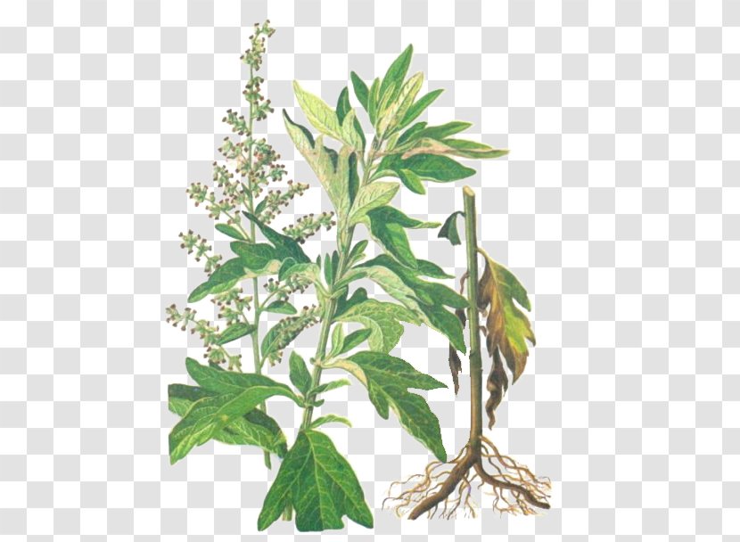 Artemisia Argyi Tarragon Leaf Herbaceous Plant U7aefu5348 - Hand-painted Grass Sticks Transparent PNG