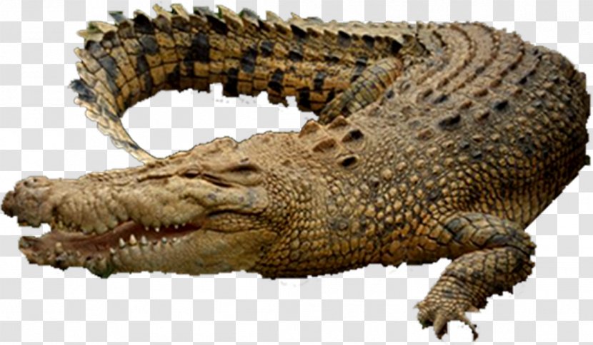 Saltwater Crocodile Alligator Animal Marine Reptile Archosaur - Sponge - Giant Transparent PNG
