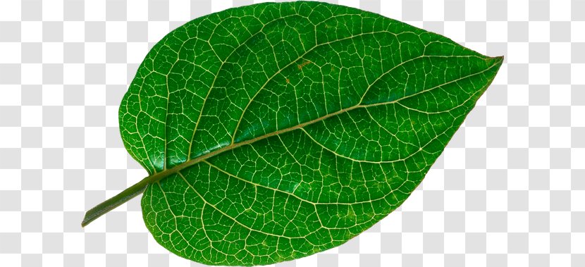 Leaf Vascular Bundle Adiantum Capillus-veneris - Bladnerv Transparent PNG
