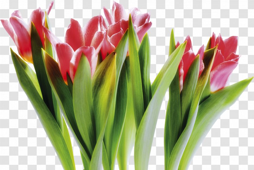 Tulip Vase Cut Flowers Festival - Plant Stem Transparent PNG