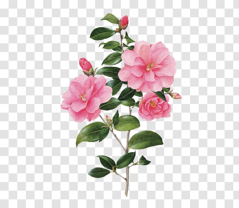 Watercolor Painting Botanical Illustration Paper Botany Printmaking - Pink - Camellia Vector Transparent PNG