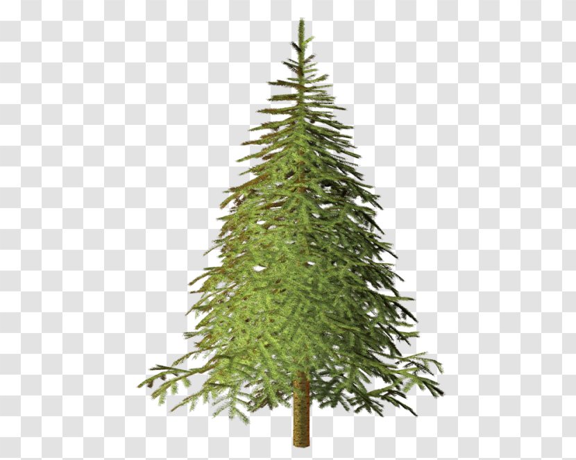 Spruce Pine Conifers Larch Tree - Christmas Decoration - Vs Fir Transparent PNG