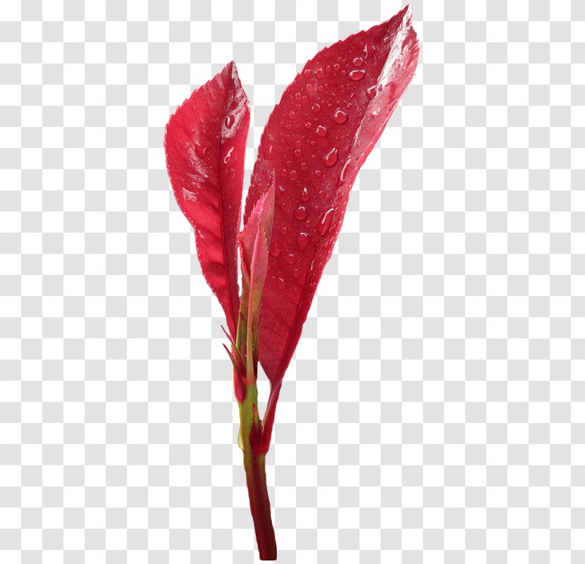 Leaf Bud Clip Art - Flower Transparent PNG