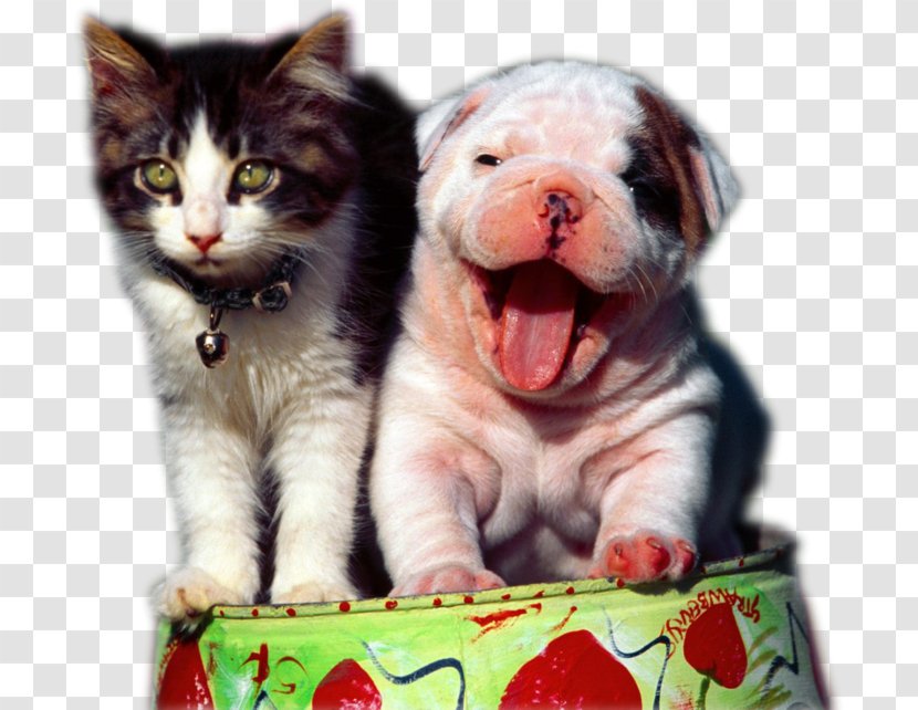 Dog–cat Relationship Humour - Dog Breed - Cat Transparent PNG