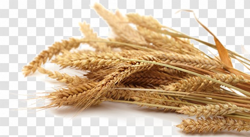 Emmer Whole Grain Oat Cereal - Flour Transparent PNG