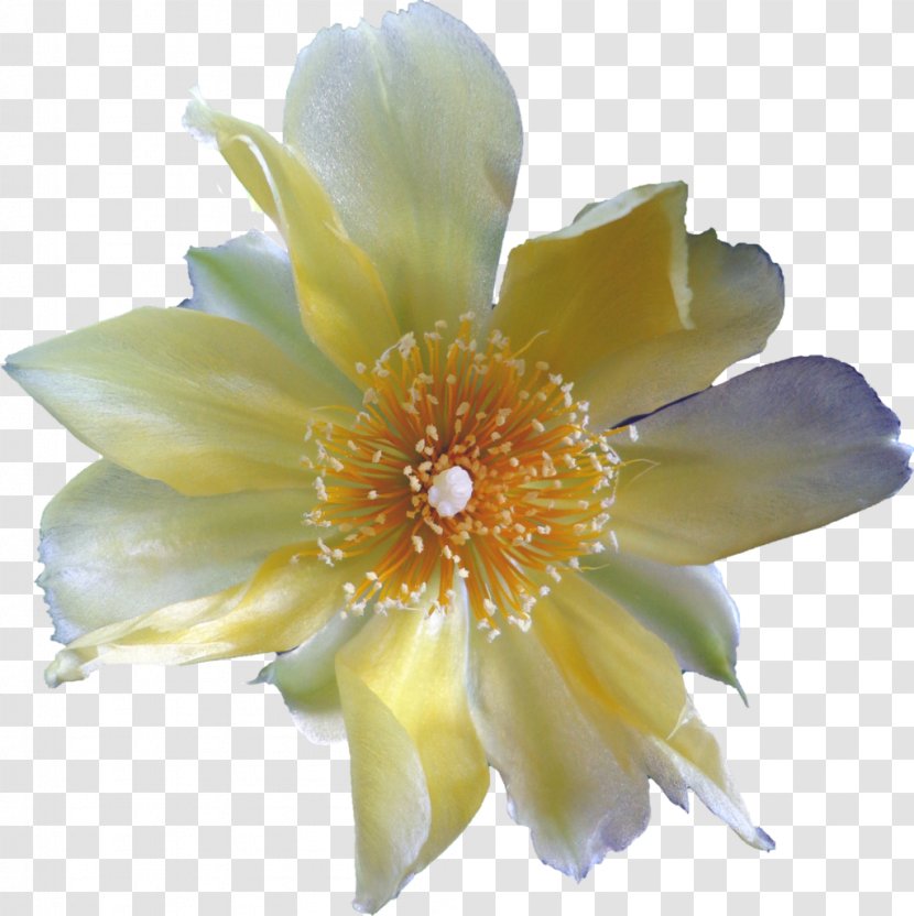 Freaky Flowers Cactaceae Yellow - Cut - Cactus Transparent PNG