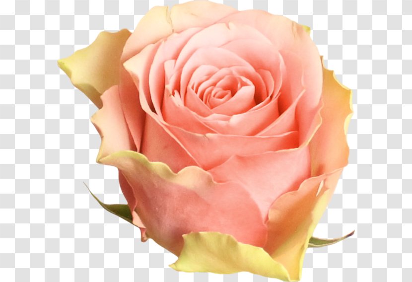 Garden Roses Beach Rose Centifolia Pink - Yellow Transparent PNG