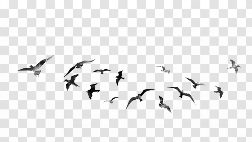PicsArt Photo Studio Desktop Wallpaper Editing - Sky - Ducks Geese And Swans Transparent PNG