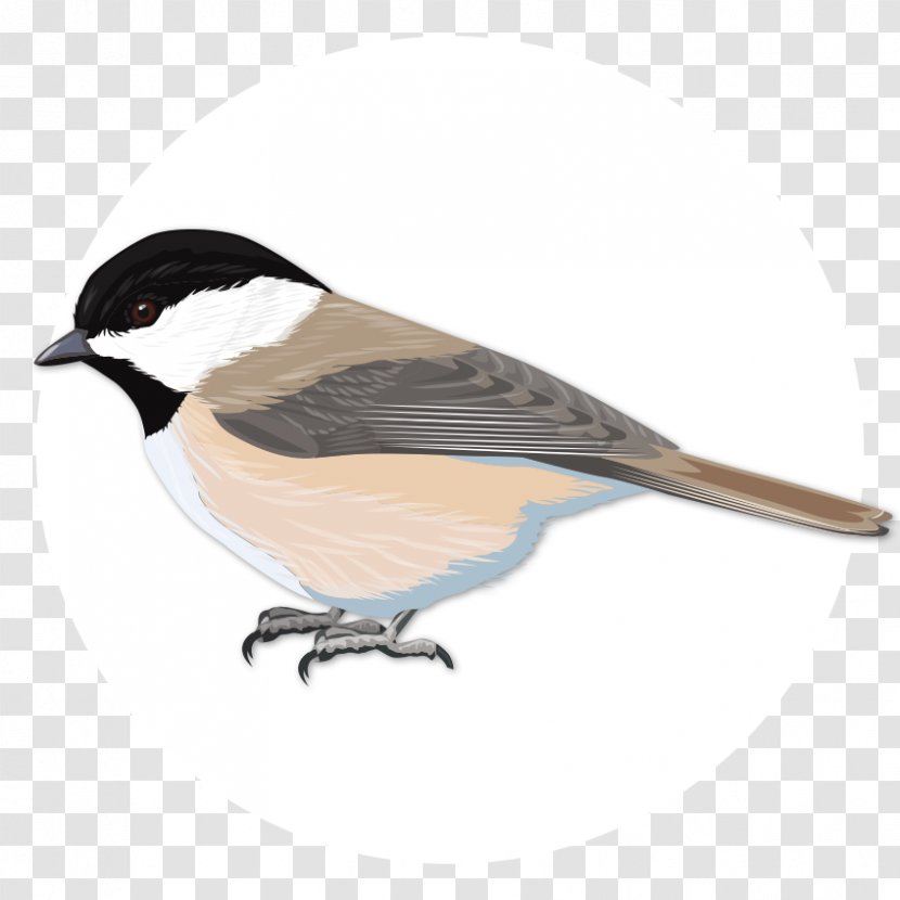 Finch Bird Black-capped Chickadee Common Starling Nuthatch - Beak - Capped Transparent PNG