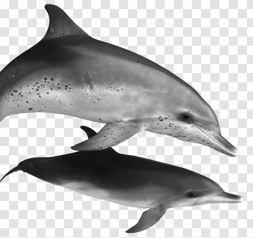 Spinner Dolphin Common Bottlenose Striped Rough-toothed Short-beaked - Wholphin - Float Transparent PNG