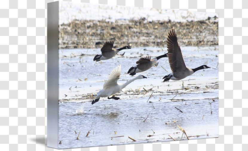 Wader Goose Cygnini Bird Duck - Charadriiformes - Tundra Swan Transparent PNG