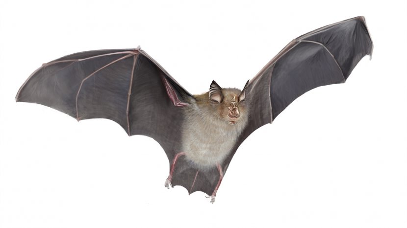 Horseshoe Bat Royalty-free Digital Illustration Transparent PNG