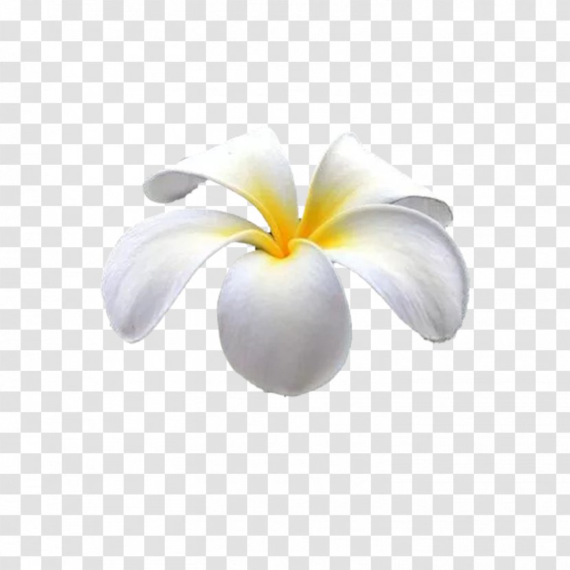 Petal Flowering Plant Computer Wallpaper - Hawaii Egg Flower Transparent PNG