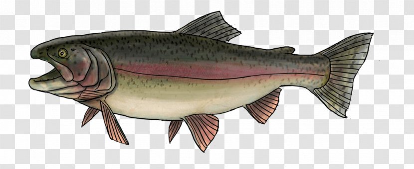 Salmon Rainbow Trout Sea Oily Fish - Animal Figure - Peche Transparent PNG