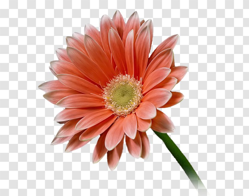 Transvaal Daisy Cut Flowers Chrysanthemum Rose - Flower Transparent PNG