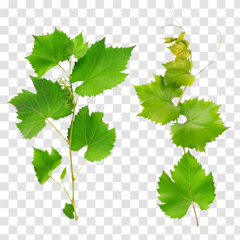 Wine Common Grape Vine Leaves Leaf - Shutterstock - Green Transparent PNG