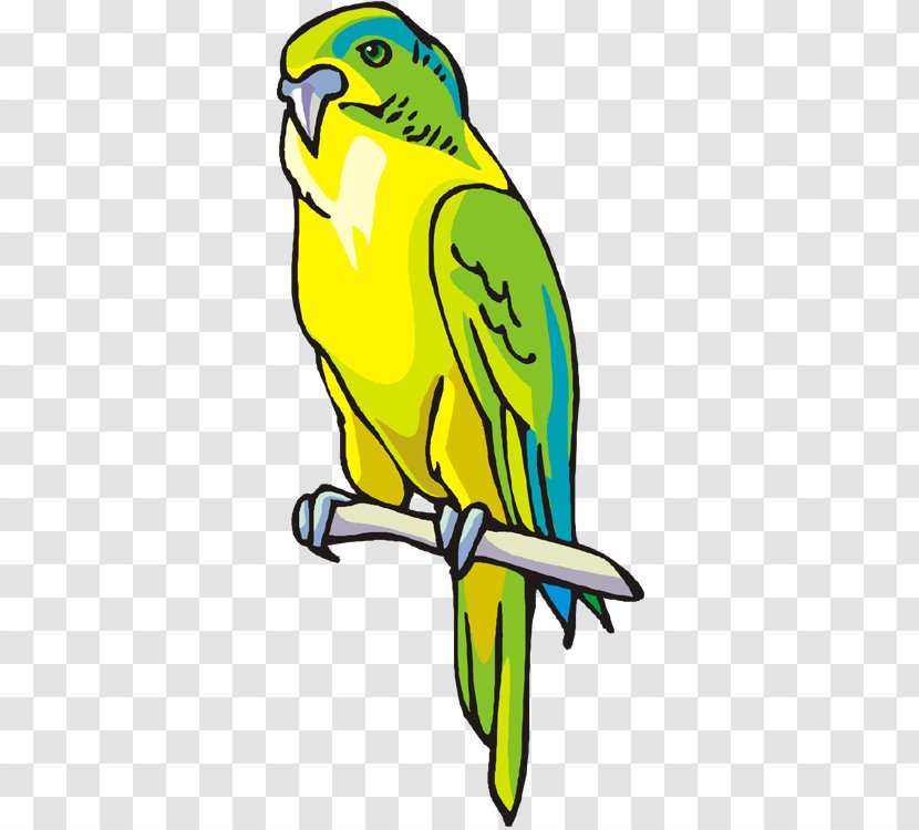 Budgerigar Macaw Parrot Parakeet Clip Art Transparent PNG
