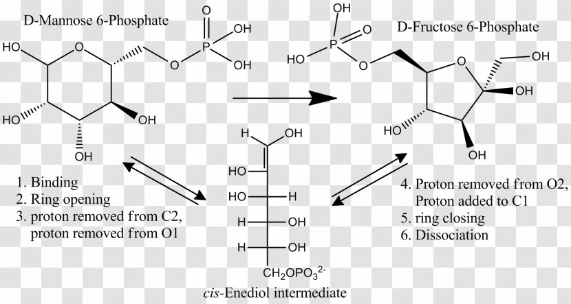 Mannose Phosphate Isomerase 6-phosphate Glucose-6-phosphate - Symmetry - Isomerization Transparent PNG