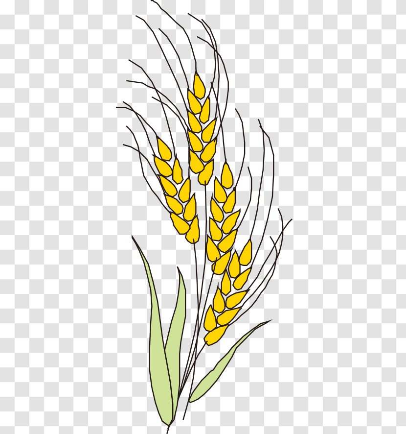 Wheat Gold Oryza Sativa Green - Line Art - Golden Ear Transparent PNG