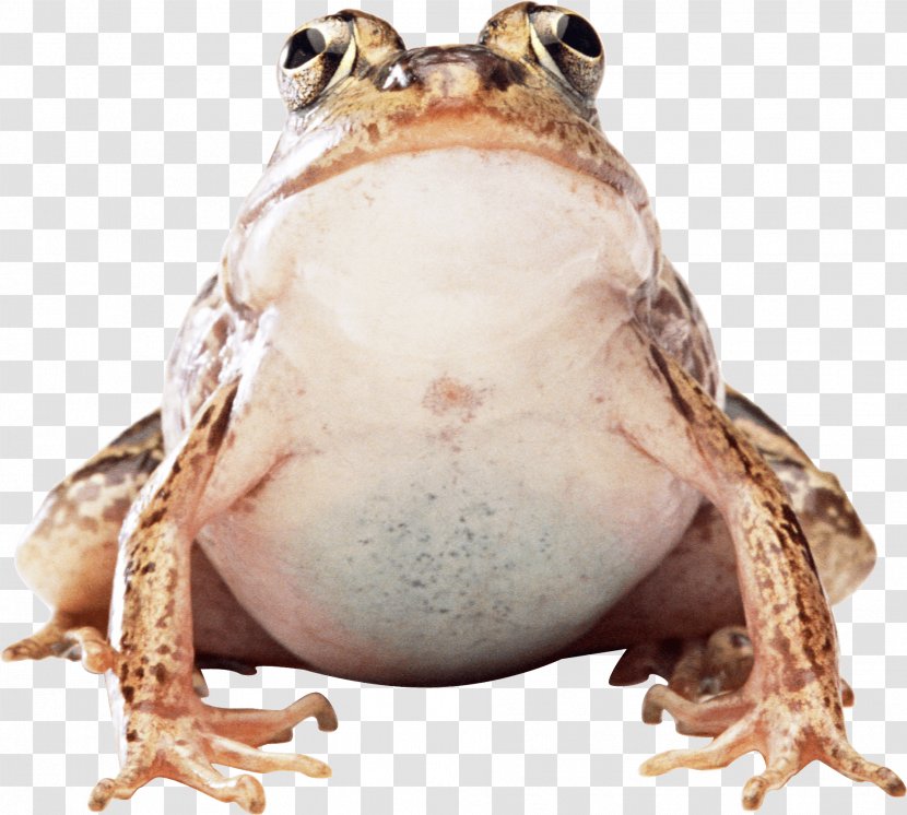 Common Frog Amphibian - Image File Formats Transparent PNG