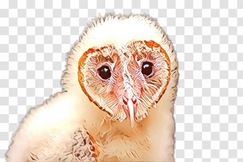 Barn Owl Owl Bird Bird Of Prey Beak Transparent PNG