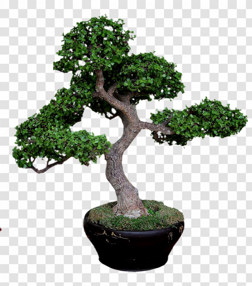 Sageretia Theezans Tree Flowerpot Shrub Transparent PNG