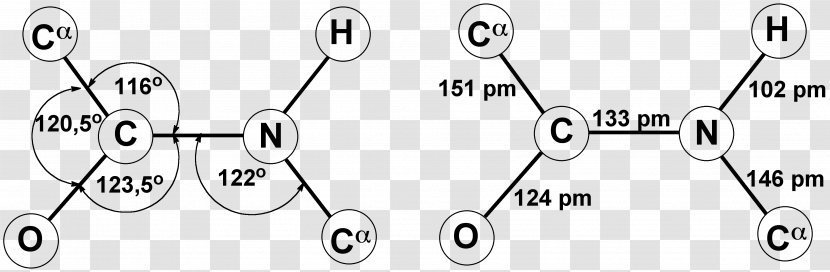 Peptide Bond Protein Amino Acid Backbone Chain - Watercolor Transparent PNG