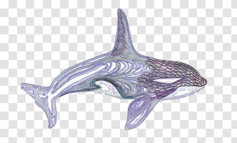 Common Bottlenose Dolphin Tucuxi Whale - Mammal - Black Transparent PNG