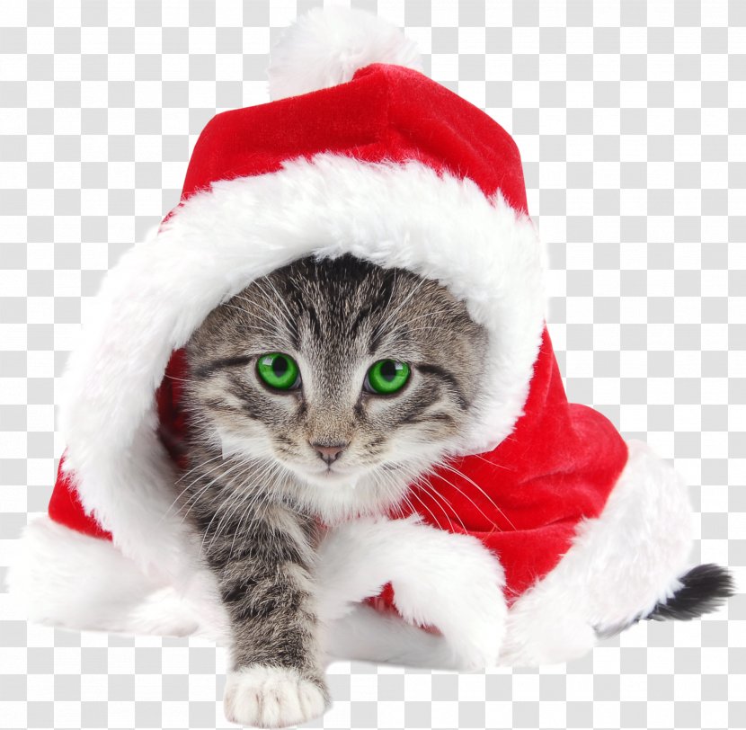 Kitten Cat Santa Claus Christmas Reindeer - Rudolph - Bearded Dragon Transparent PNG