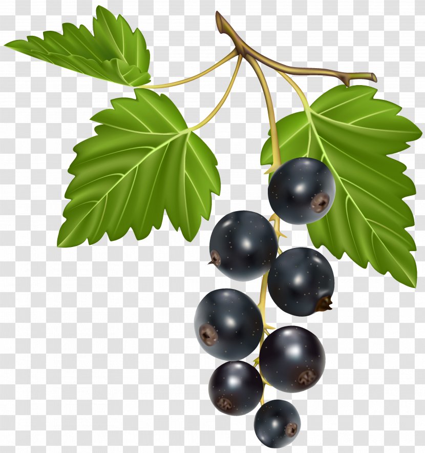 Blackcurrant Blackberry Chokeberry - Food Transparent PNG
