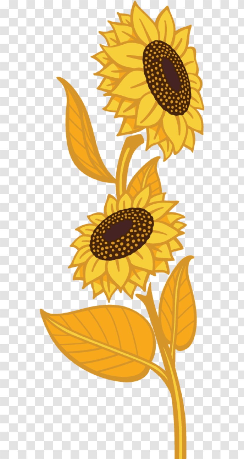 Common Sunflower Seed Daisy Family Flax Plant - Flora - Oil Transparent PNG