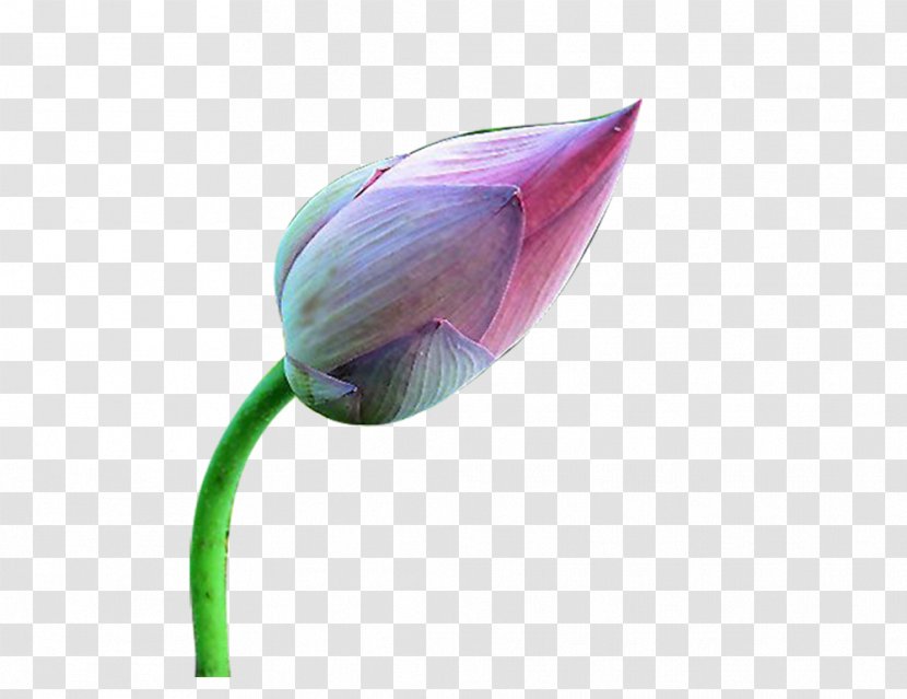 Flower Euclidean Vector - Purple - Lotus 9 Transparent PNG