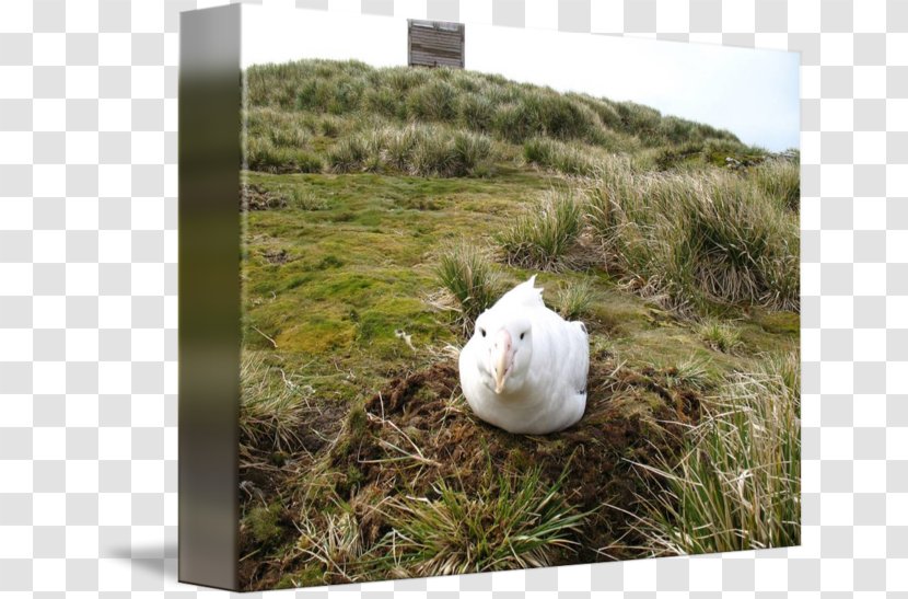 Ecosystem Snout Animal - Albatross Transparent PNG
