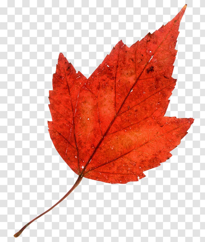 Autumn Leaf Color Maple Transparent PNG