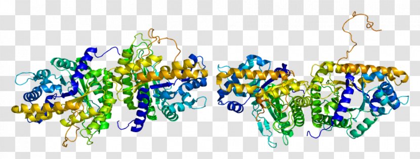 Aldolase B Fructose-bisphosphate Fructose 1,6-bisphosphate A Enzyme - Protein Transparent PNG