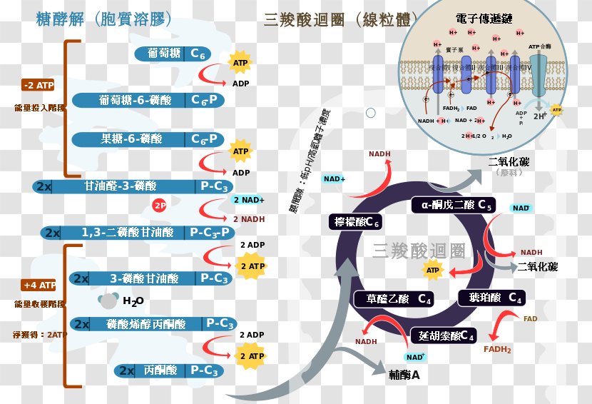 Citric Acid Cycle Electron Transport Chain Cellular Respiration Glycolysis Redox Transparent PNG