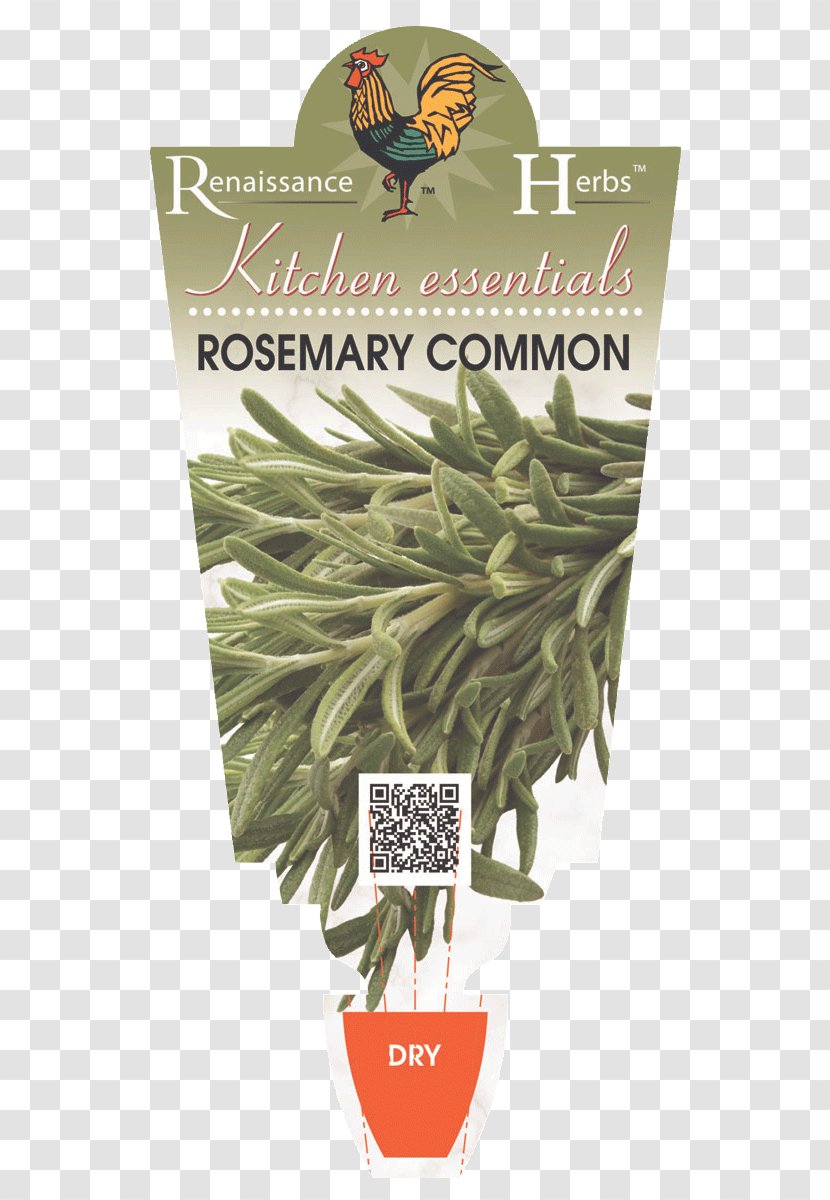 Herb Austromyrtus Dulcis Medicinal Plants Parsley - Rosemary - Plant Transparent PNG