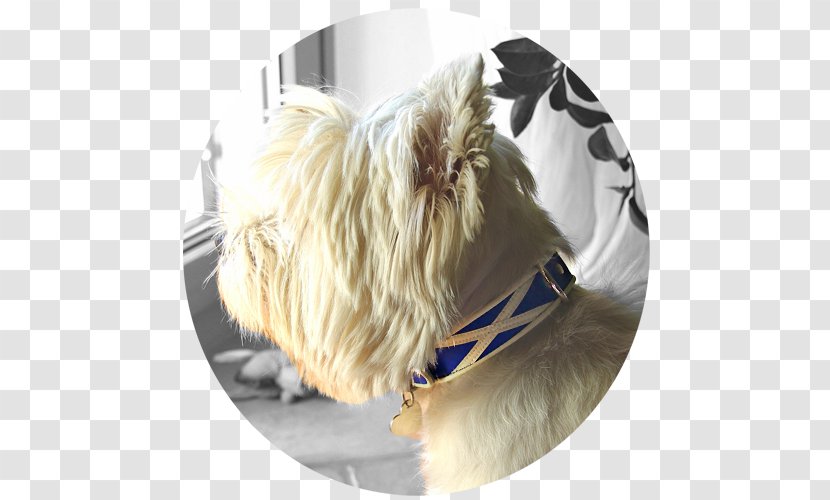West Highland White Terrier Cairn Yorkshire Dog Breed Rare (dog) - Cane Corso Transparent PNG