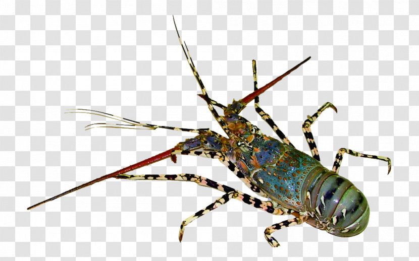 Lobster Decapoda Seafood Shrimp Palinurus Elephas - Blue Transparent PNG