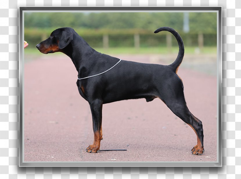 Dobermann German Pinscher Miniature Manchester Terrier Austrian Black And Tan Hound - Breed - Vulnerable Native Breeds Transparent PNG