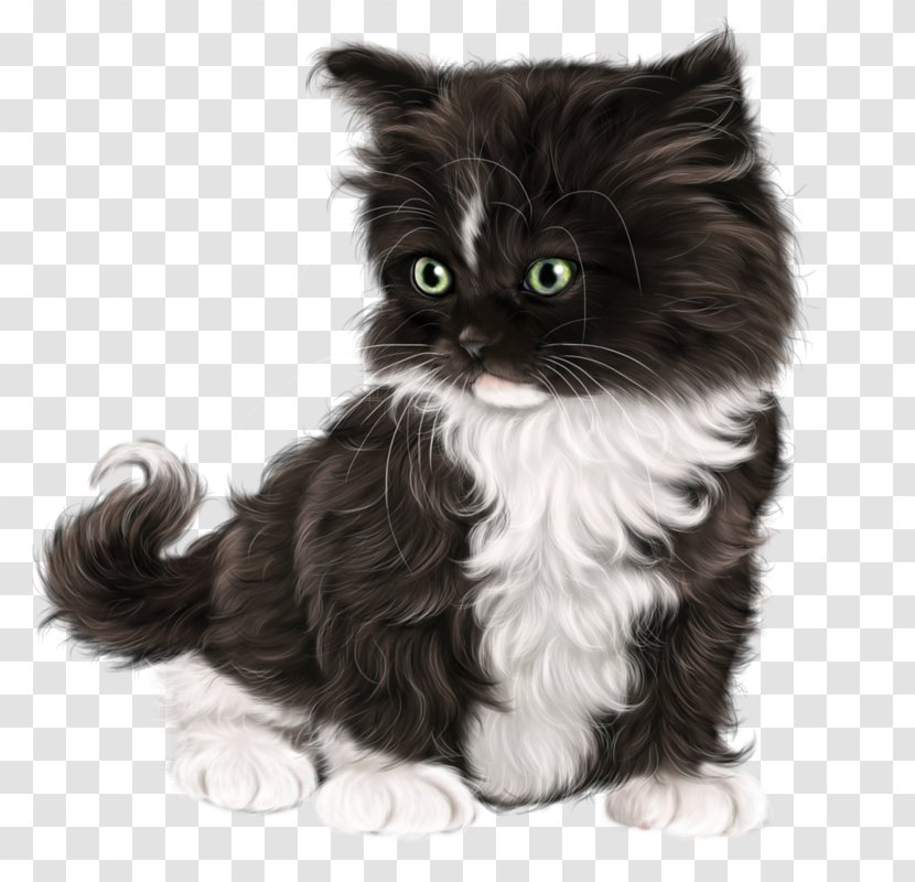 American Wirehair Ragamuffin Cat Curl Norwegian Forest Maine Coon - Animal - Kitten Transparent PNG