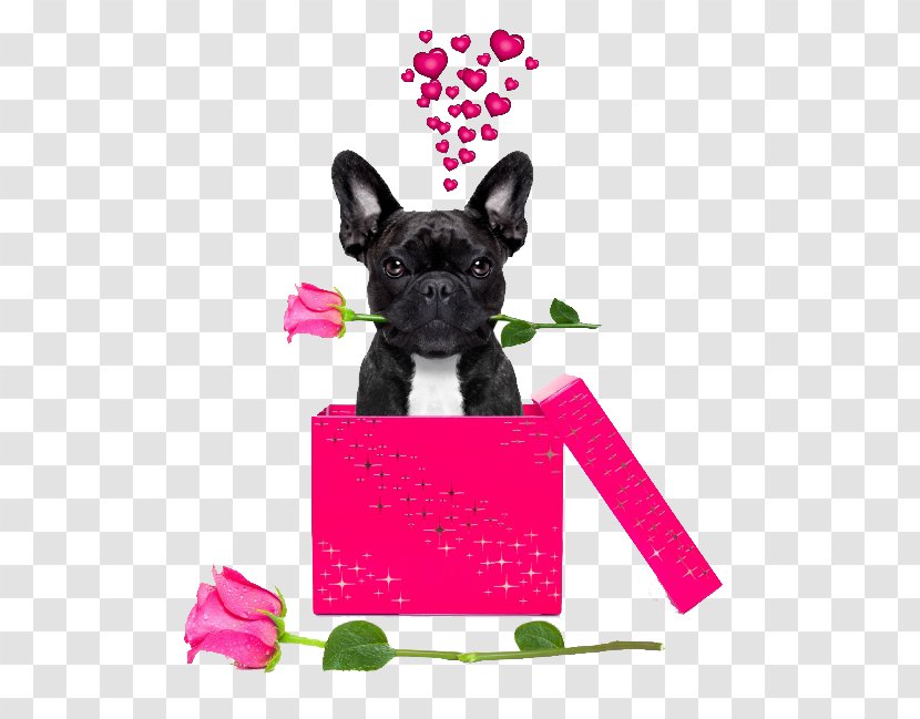 French Bulldog Chihuahua Boxer Pug - Carnivoran - Valentine's Day Gift Ideas Transparent PNG
