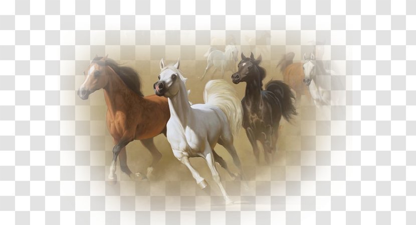 Algeria Horse Painting Painter Art - Visionary - Western Transparent PNG