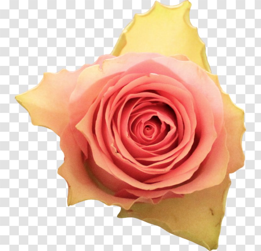 Garden Roses Centifolia Floribunda Hijab Pantone - Color - Peach Transparent PNG
