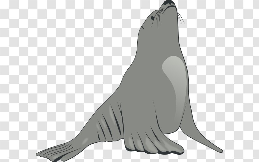 Seals & Sea Lions Clip Art - World Cliparts Transparent PNG