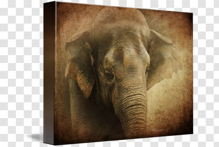Indian Elephant African Gallery Wrap Canvas Wildlife - Creases Transparent PNG