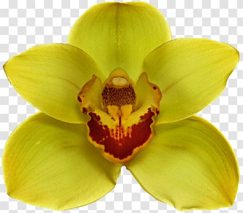 Moth Orchids Yellow Flower - Cattleya Transparent PNG