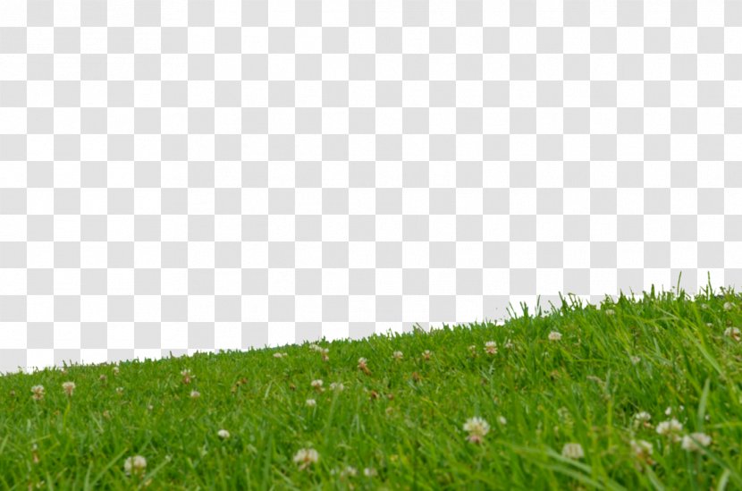 Lawn Grassland Slope Meadow Artificial Turf - Stability Analysis - Park Transparent PNG