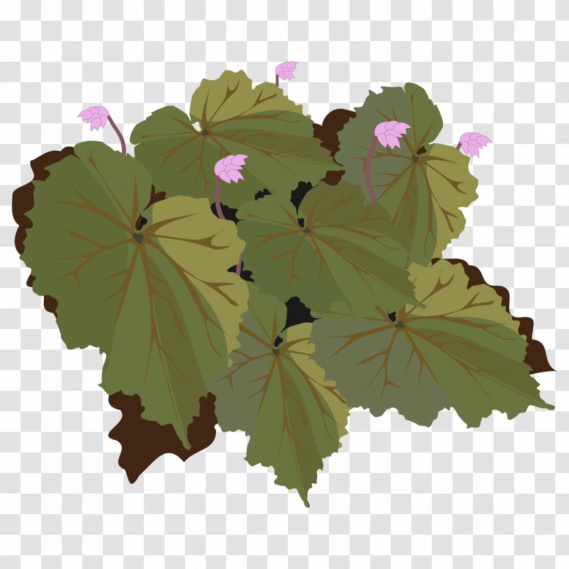 Begonia Drawing Clip Art - Plant - Flower Cliparts Transparent PNG