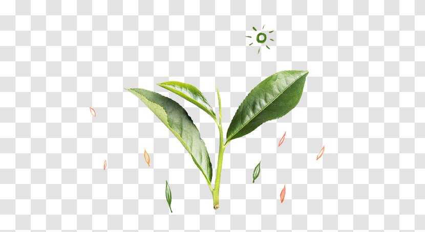Tea Leaf Green - Vecteur - Fresh Leaves Transparent PNG